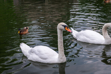 Two Graceful white Swans swimming in the lake, swans in the wild
