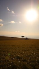 Fototapeta premium Tranquil Sunset Over Lush Field