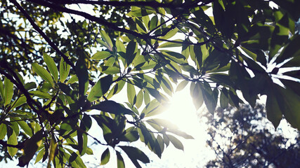 木の合間から差し込む陽の光