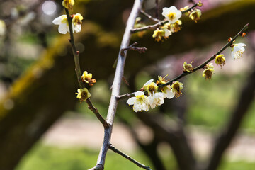 青軸の梅の蕾と花