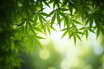 Obraz premium bamboo forest with the sun shining through it