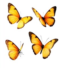 Obraz premium Yellow Butterfly Collection Flying on White Background Graphic Illustration