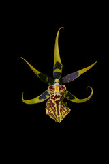 Orchid Mystic Maze-Bracidostele Gilded Tower