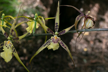 Orchid Mystic Maze-Bracidostele Gilded Tower