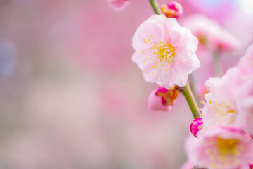 Fototapeta premium 春に咲く梅の花