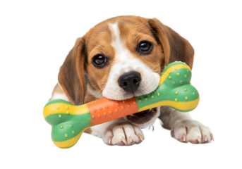 Adorable Beagle Puppy Playing with a Colorful Bone Toy