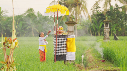 Balinese woman praying at bali temple in a rice field, culture, tradition, and religion, offerings and incense, prayer flower