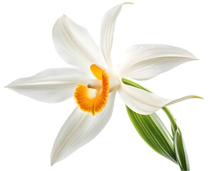 Obraz premium Elegant White Orchid With Orange Center