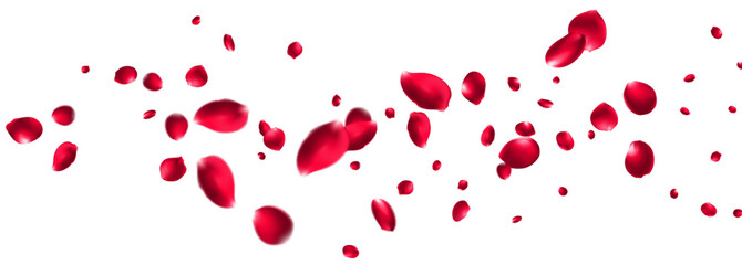 Red rose petals will fall on abstract floral background with gorgeous rose petal greeting card design Pastel pink blossom petals floral