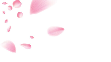 pring blossom isolated petals flying on transparent background. Wedding celebration eps. Pastel pink blossom petals