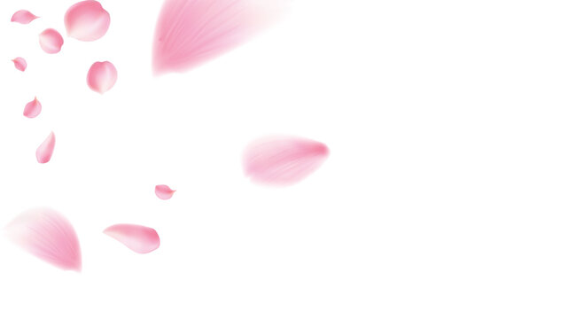 pring blossom isolated petals flying on transparent background. Wedding celebration eps. Pastel pink blossom petals