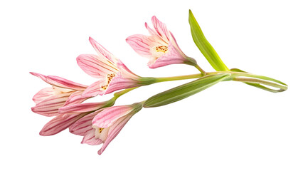 Naklejka premium Pink Alstroemeria Flowers On Branch