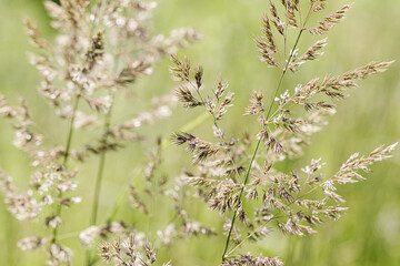 Delicate wild grass swaying in sunlit meadow, beige green pastel color. Natural bokeh in background, tranquil and lightness nature. Texture of grass creating minimal aesthetic, beauty in nature