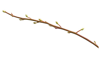 Fototapeta premium Spring Branch with Buds Isolated on Black Background