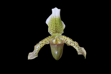 Orchid Paphiopedilum Swinburnei