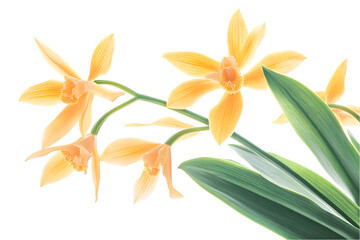 Fototapeta premium Delicate Orange Orchids With Green Leaves