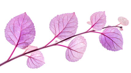 Delicate Pink Leaves On Branch