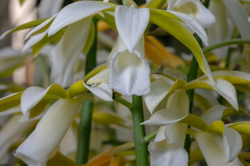 Orchid Windy hill-Phaius tannkervilleae