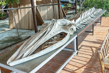 The skeleton of a whale lying on a tables at countryside