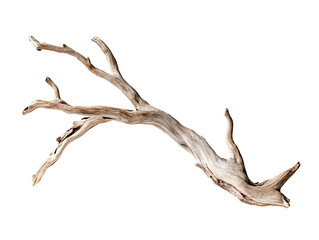 Branch of dead tree PNG file isolated on transparent background ,cut out, clipping path, close up, high quality
