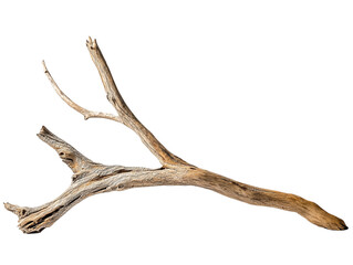 Obraz premium Branch of dead tree PNG file isolated on transparent background ,cut out, clipping path, close up, high quality 