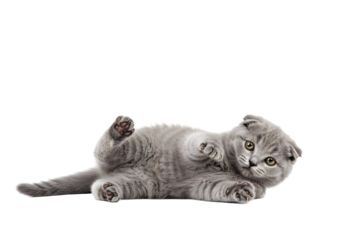 Adorable Gray Kitten Playing on Transparent Background