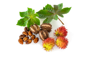 Organic ricinus communis oil with castor fruits, seeds and leaf isolated on white background