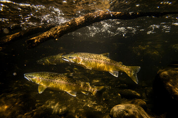 Underwater shot of two salmon swimming in a clear river, sunlight illuminating them amongst rocks and a submerged log.