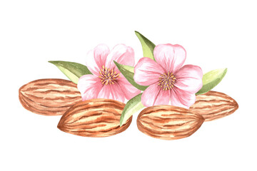 Almond nuts kernel with flowers and leaves. Hand drawn watercolor illustration. Natural organic food, healthy eating. Ingredient for cooking or backery, spice and seasoning. Clipart for food design.