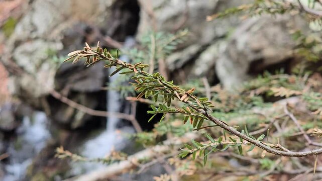 Evergreen Branch Light Breeze in the Foreground Running Waterfall in the Background Cinematic Nature Scene Dramatic Forest B Roll Water Trees Branches Nature Outdoors Static 4K Natural Sound 30 fps #2
