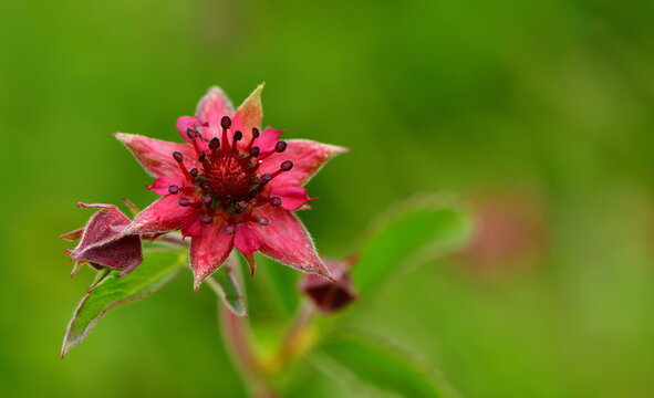 Flower 1337