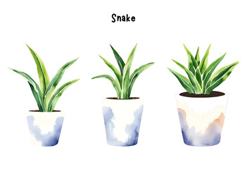 Watercolor Snake Plant, Sansevieria in a Pot Isolated on Transparent Background – Set, Indoor Plants, Home Plant in Pots, Floral Design Element, Perfect for Invitations, Cards, Prints, Posters