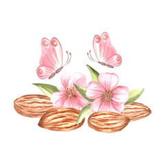 Almond nuts kernel with pink flowers and flutering butterflies. Hand drawn watercolor illustration. Natural organic food, healthy eating. Ingredients for cooking or backery. Clipart for food design.