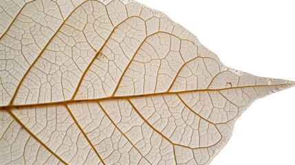 Obraz premium Close-up of delicate leaf veins showing intricate network on transparent background