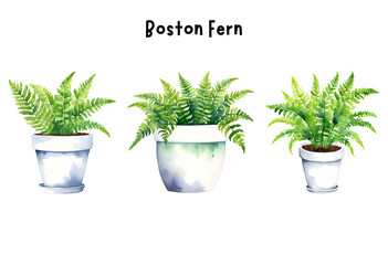 Fototapeta premium Watercolor Boston Fern in a Pot Isolated on Transparent Background – Indoor Plants, Home Plant in Pots, Floral Design Element, Perfect for Invitations, Cards, Prints, Posters