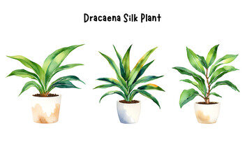 Watercolor Dracaena Silk in a Pot Isolated on Transparent Background – Set, Indoor Plants, Home Plant in Pots, Floral Design Element, Perfect for Invitations, Cards, Prints, Posters