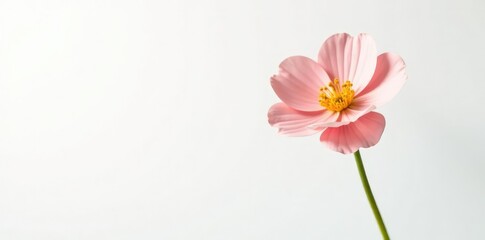 Obraz premium A solitary flower against a stark white backdrop, elegance, white, background