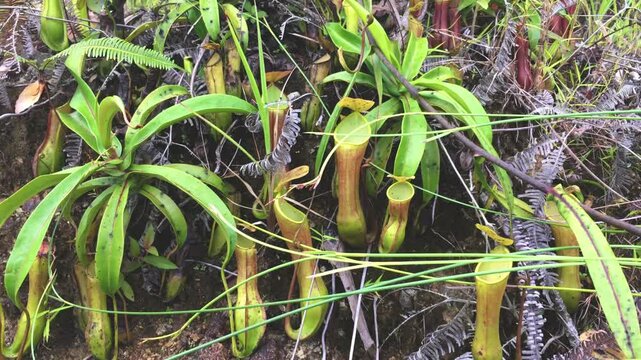 Tropical pitcher plant or nepenthes reinwardtiana at meratus borneo rainforest, indonesia