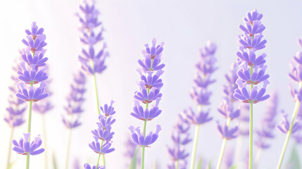 Naklejka premium Serene lavender field, soft light, delicate purple flowers, dreamy background. Perfect for relaxation, spa, and beauty themes.