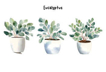 Watercolor Eucalyptus Plant in a Pot Isolated on Transparent Background – Set, Indoor Plants, Home Plant in Pots, Floral Design Element, Perfect for Invitations, Cards, Prints, Posters