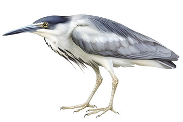 Fototapeta premium Grey Heron Profile Portrait