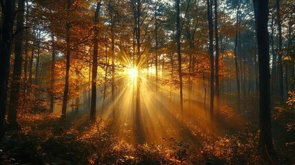 A misty morning in an autumn forest, where the sun breaks through the fog, casting soft light on the colorful leaves that blanket the forest floor. 