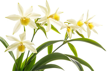 Obraz premium Group Of White And Yellow Orchids With Green Leaves