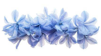 Light Blue Flowers Arrangement On Transparent Background