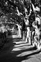 A quiet walk under old trees, shadows stretching across the pavement