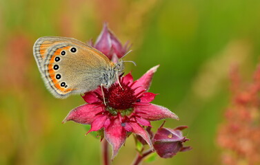 Coenonympha leander 1338