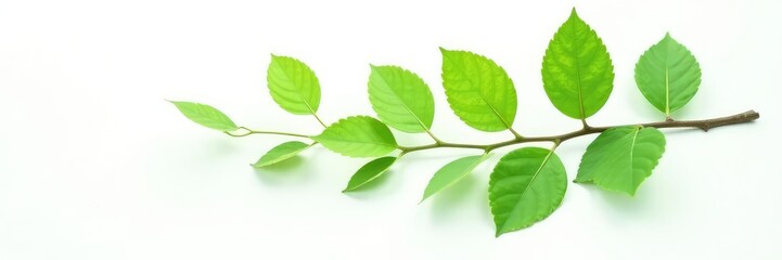 Single branch with leaves isolated on white background, leafy, foliage, green