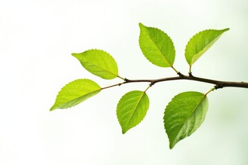 Fototapeta premium A bare branch with leaves isolated against white, simplicity, foliage, isolate