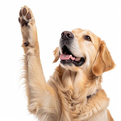 Golden retriever raising its paw on a black background looking upwards