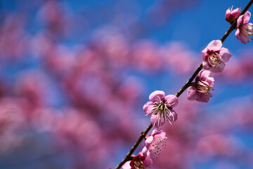 梅の花と大きなボケ
